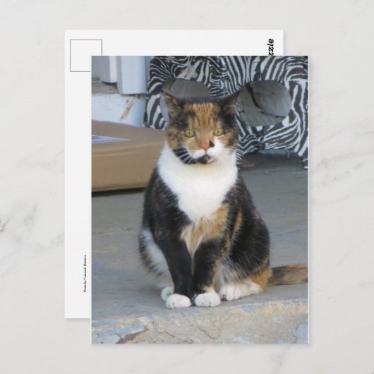 Calico Cat Briefkaart (Voorkant / Achterkant)