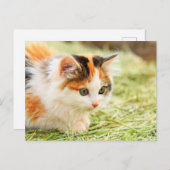 Calico Cat Briefkaart (Voorkant / Achterkant)
