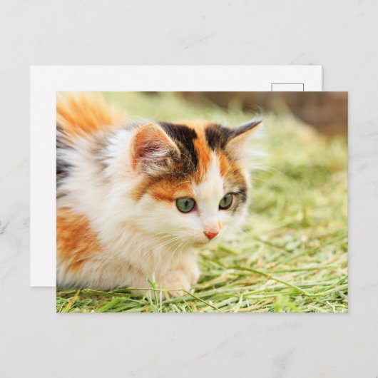 Calico Cat Briefkaart (Voorkant / Achterkant)