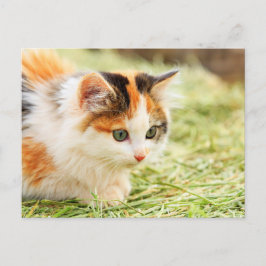 Calico Cat Briefkaart