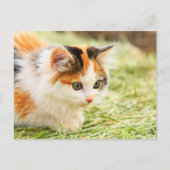 Calico Cat Briefkaart (Voorkant)