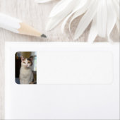 Calico cat etiket (Insitu)
