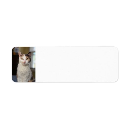 Calico cat etiket (Voorkant)