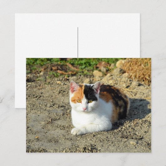  Calico Cat-foto Briefkaart (Voorkant / Achterkant)