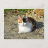  Calico Cat-foto Briefkaart (Voorkant)