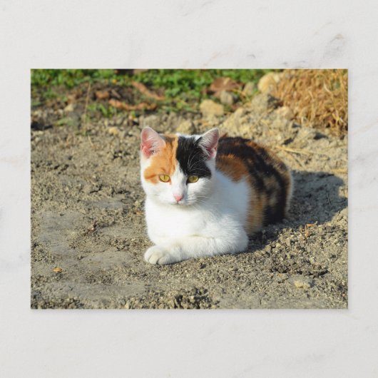 Calico Cat-foto Briefkaart (Voorkant)
