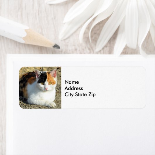  Calico Cat-foto Etiket (Insitu)