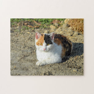 Calico Cat-foto Legpuzzel