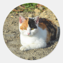  Calico Cat-foto