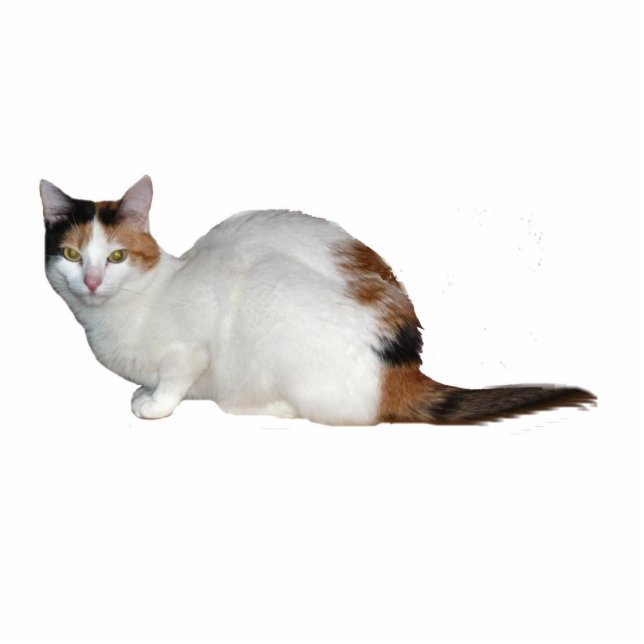 Calico Cat Fotobeeldje Sleutelhanger (Voorkant)