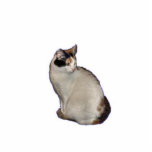 Calico Cat Fotobeeldje Sleutelhanger<br><div class="desc">Deze calicaanse kat maakt een schattige sleutelhanger van acrylknobbels</div>