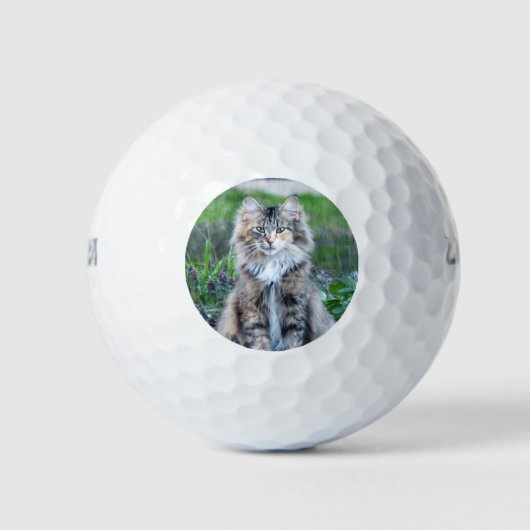 Calico Cat Golfballen (Voorkant)