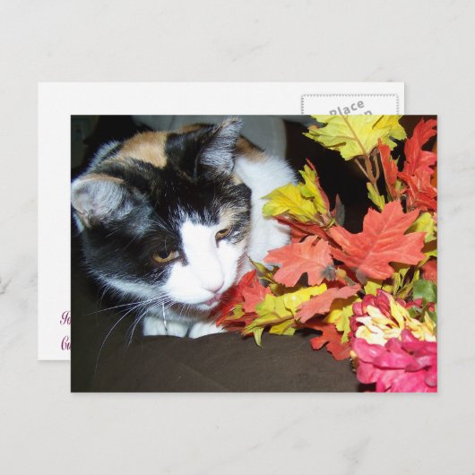 Calico Cat herfst Briefkaart (Voorkant / Achterkant)