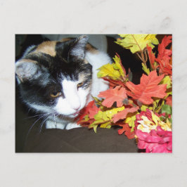 Calico Cat herfst Briefkaart