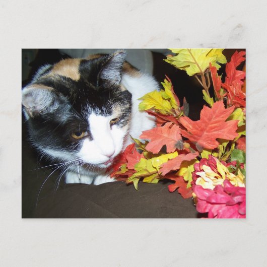 Calico Cat herfst Briefkaart (Voorkant)