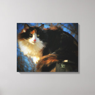 Calico Cat in de wind Canvas Afdruk