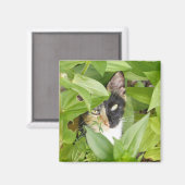Calico Cat in de Zinnias Magneet (Voorkant / Achterkant)
