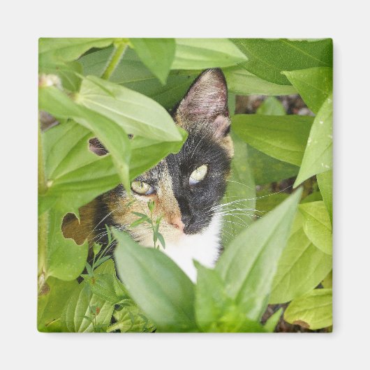 Calico Cat in de Zinnias Magneet (Voorkant)