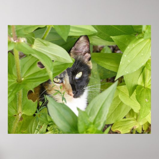 Calico Cat in de Zinnias Poster (Voorkant)