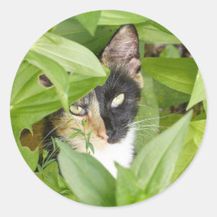 Calico Cat in de Zinnias Ronde Sticker