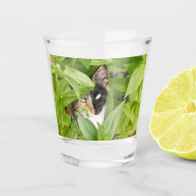 Calico Cat in de Zinnias