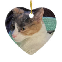 Calico Cat in een kattenbed