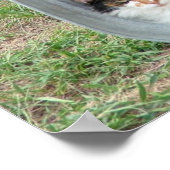 Calico Cat in het bekken Poster (Hoek)