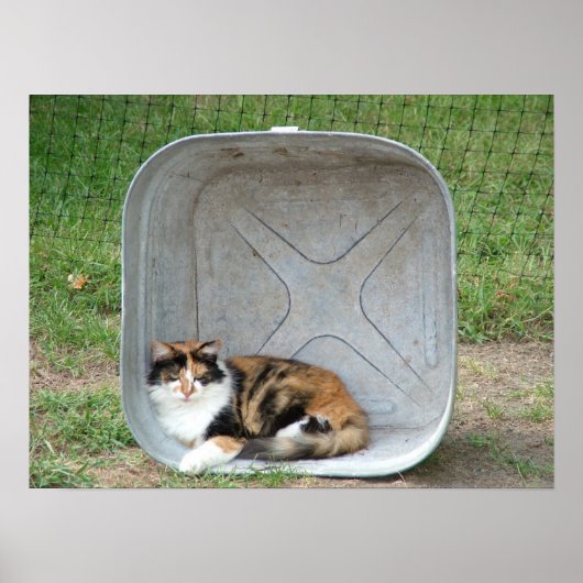 Calico Cat in het bekken Poster (Voorkant)