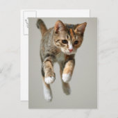 Calico Cat Jumping Briefkaart (Voorkant / Achterkant)