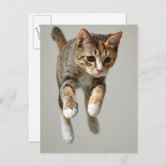 Calico Cat Jumping Briefkaart (Voorkant / Achterkant)