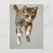 Calico Cat Jumping Briefkaart (Voorkant)