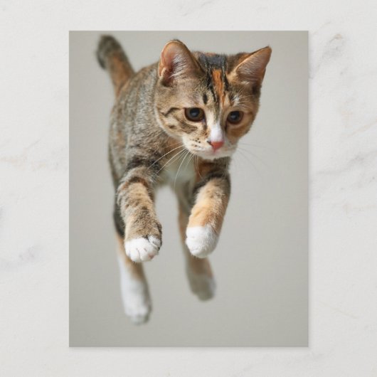 Calico Cat Jumping Briefkaart (Voorkant)