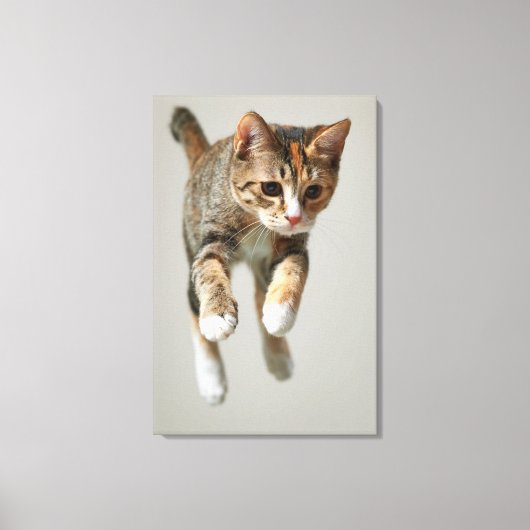 Calico Cat Jumping Canvas Afdruk (Voorkant)