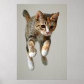 Calico Cat Jumping Poster (Voorkant)