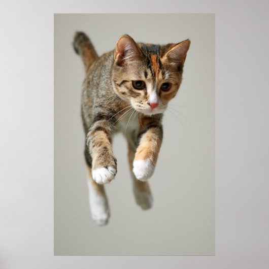Calico Cat Jumping Poster (Voorkant)