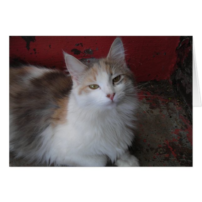 Calico Cat Kaart (Voorkant Horizontaal)