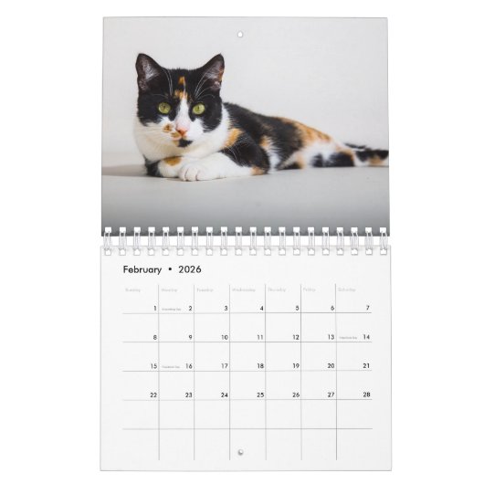 Calico Cat Kalender (Feb 2026)