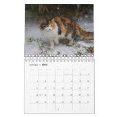 Calico Cat Kalender (Jan 2026)