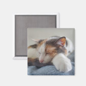 Calico cat magneet (Voorkant / Achterkant)