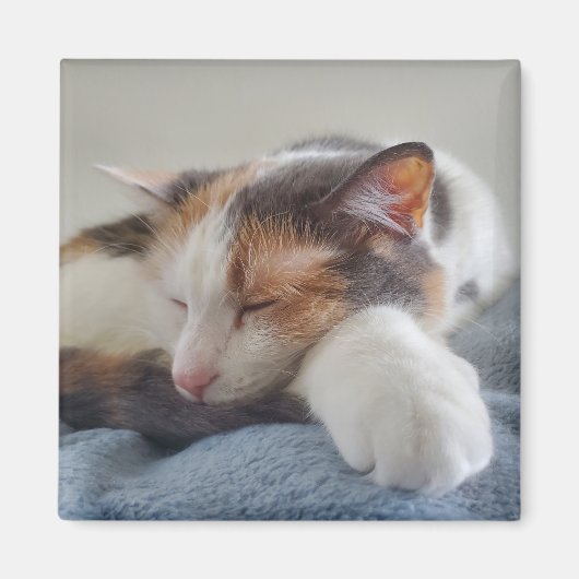 Calico cat magneet (Voorkant)