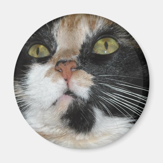 Calico Cat Magneet (Voorkant)