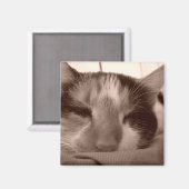 Calico cat magnet (Voorkant / Achterkant)
