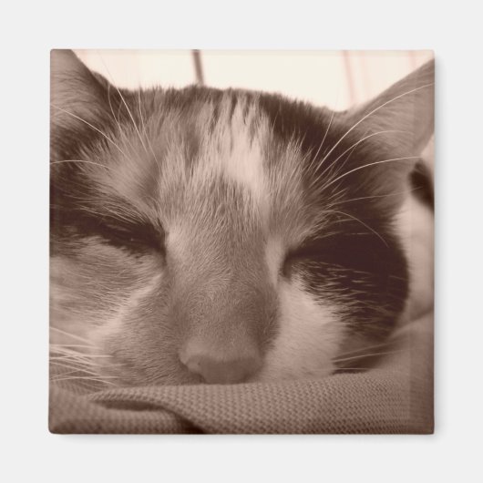 Calico cat magnet (Voorkant)