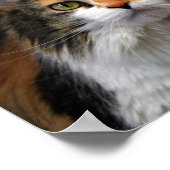 Calico Cat met lange adem Poster (Hoek)