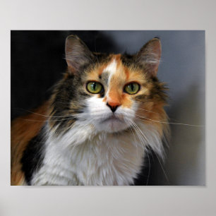Calico Cat met lange adem Poster