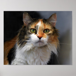 Calico Cat met lange adem Poster
