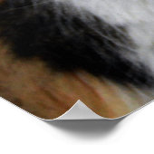 Calico Cat met lange adem Poster (Hoek)