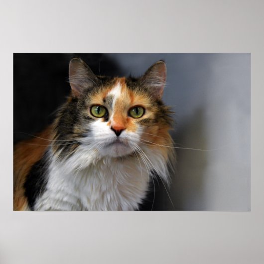 Calico Cat met lange adem Poster (Voorkant)