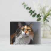 Calico Cat met lange haren Briefkaart (Staand voorkant)
