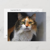 Calico Cat met lange haren Briefkaart (Voorkant / Achterkant)